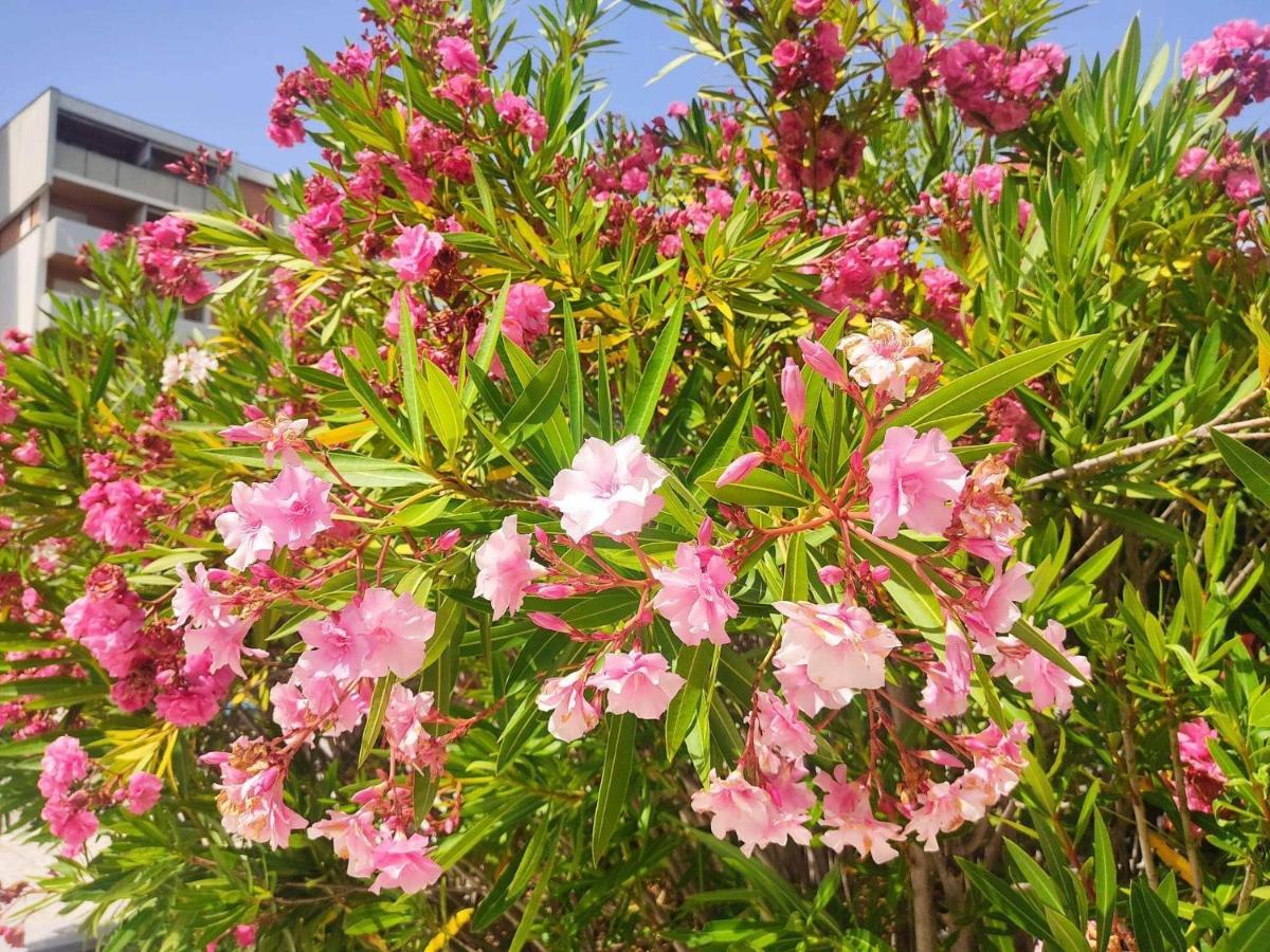 Signora Ruth - Aprilia Residence Aprilia Marittima Εξωτερικό φωτογραφία