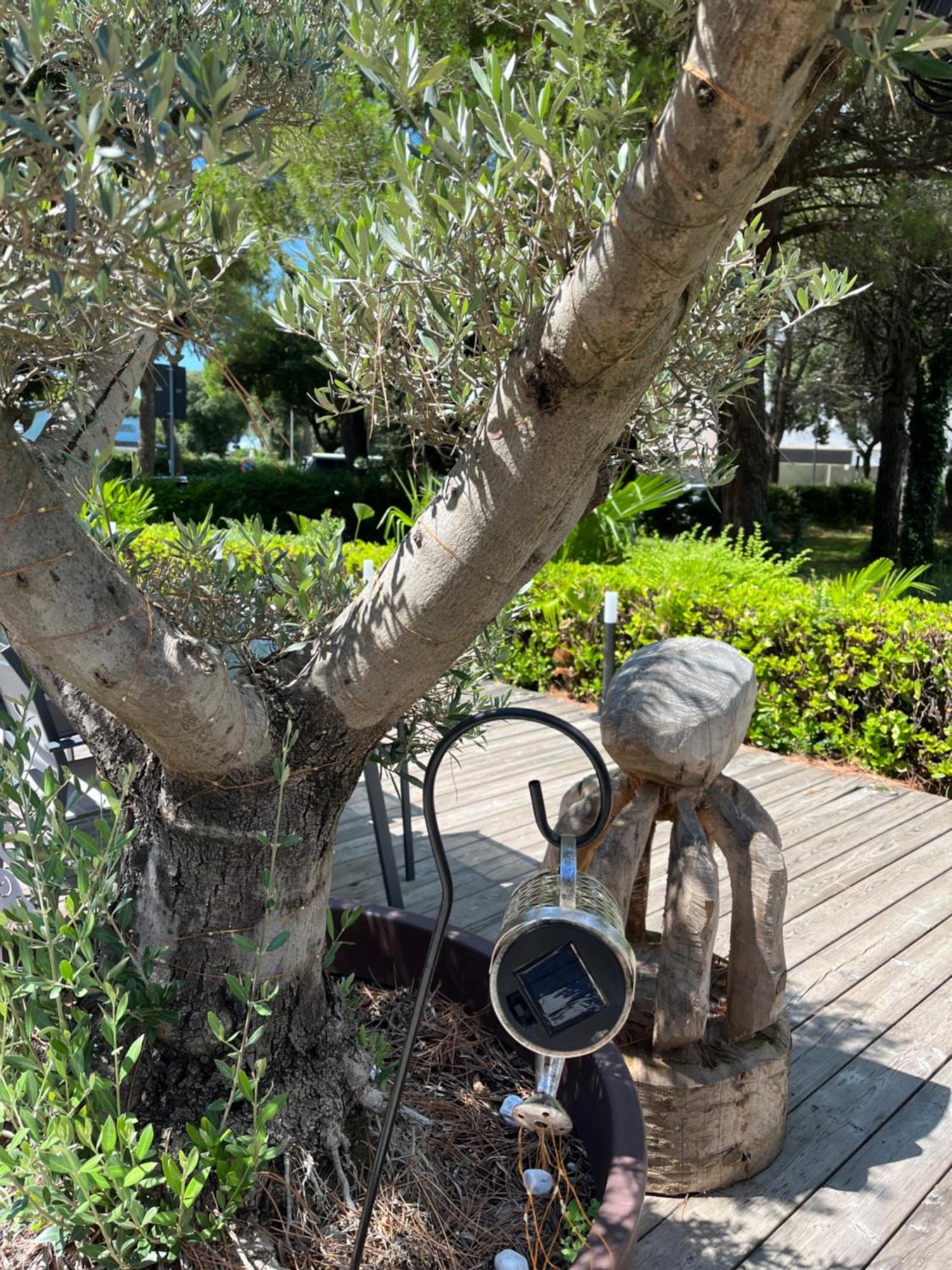 Signora Ruth - Aprilia Residence Aprilia Marittima Εξωτερικό φωτογραφία